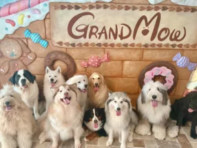 대형견 카페 & 뷔페 GRAND MOU 2