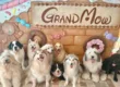 대형견 카페 & 뷔페 GRAND MOU 2
