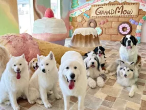 大型犬カフェ&ビュッフェ GRAND MOU《ぐらんむー》 1